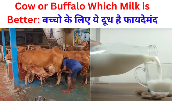 Cow or Buffalo Which Milk is Better for us