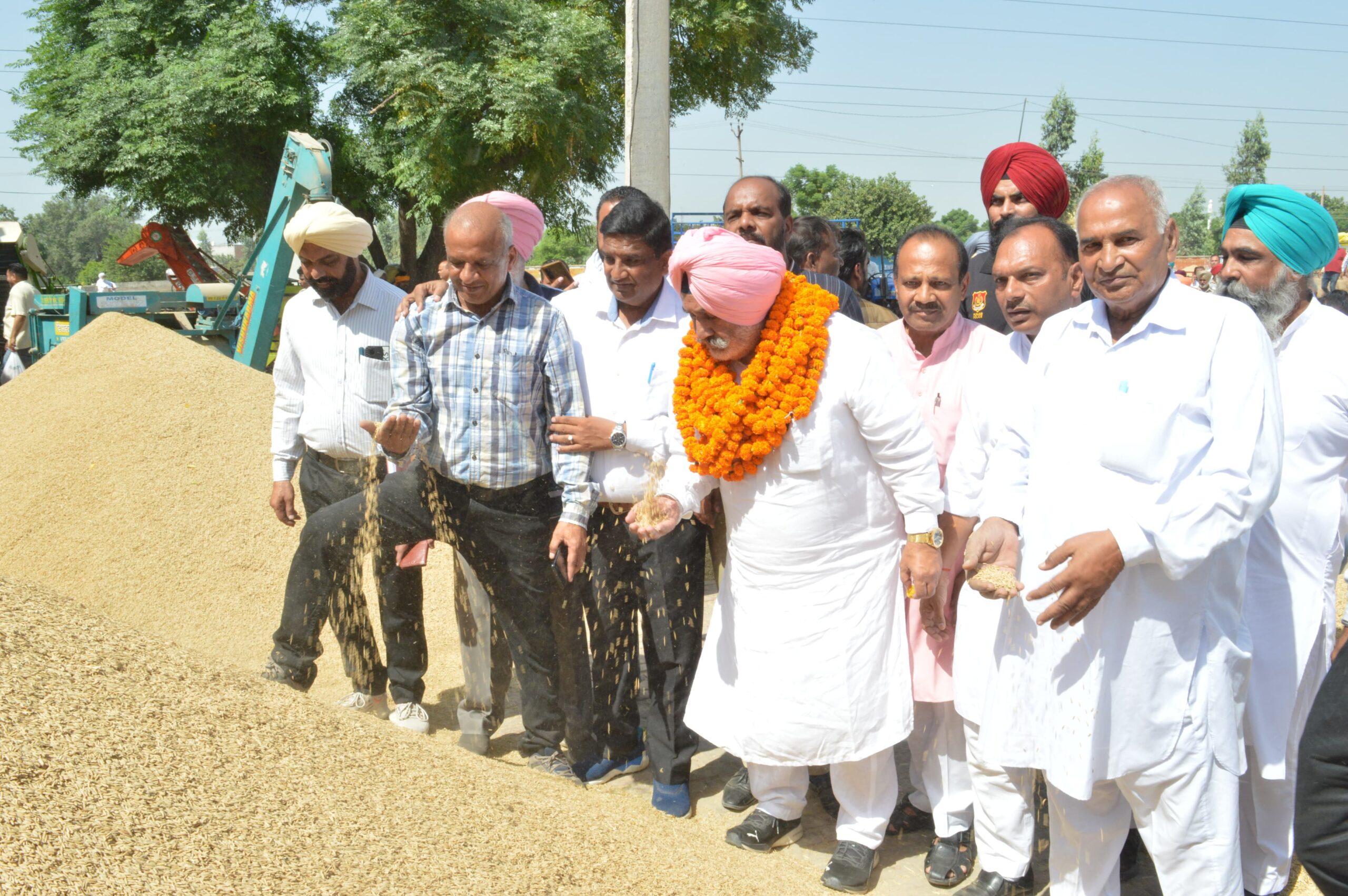 Paddy crop