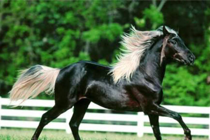 Arabian Horse