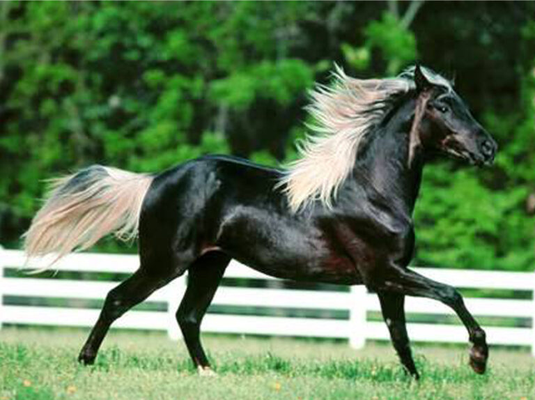 Arabian Horse