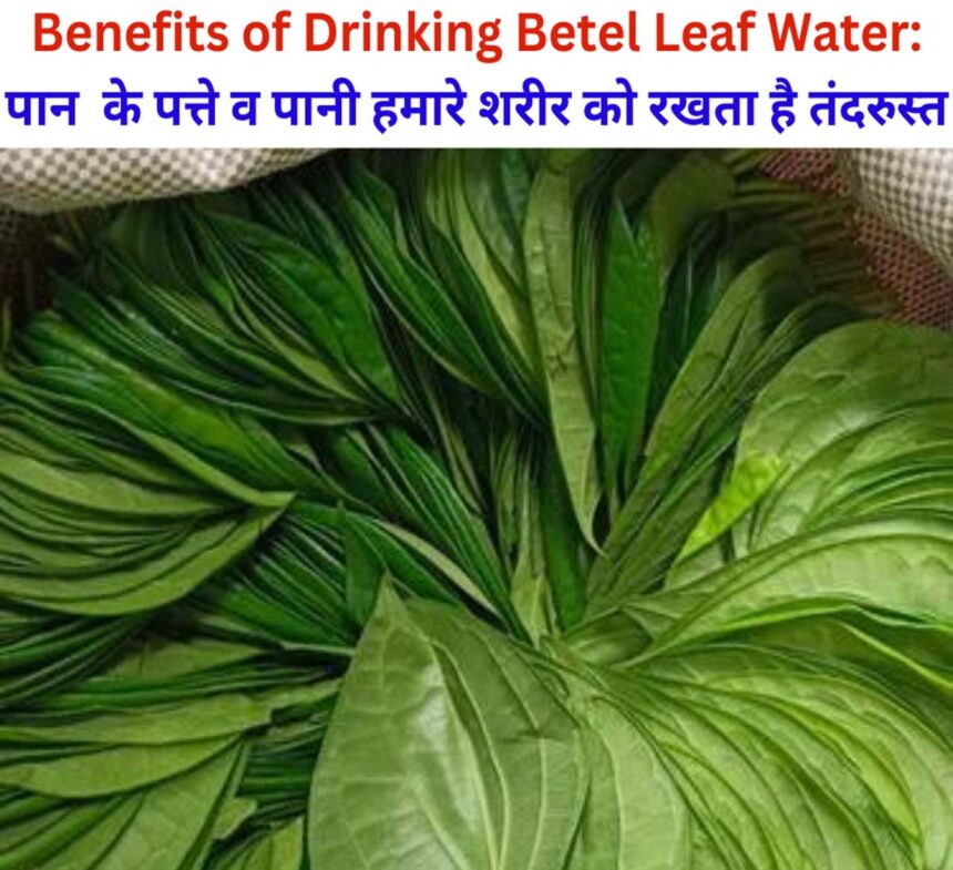 Benefits of Drinking Betel Leaf Water