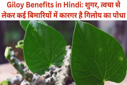 Giloy Benefits in Hindi