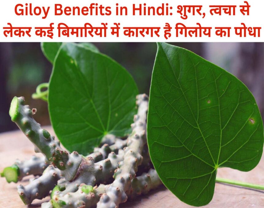 Giloy Benefits in Hindi