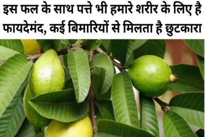 Guava Leaves Benefits in Hindi