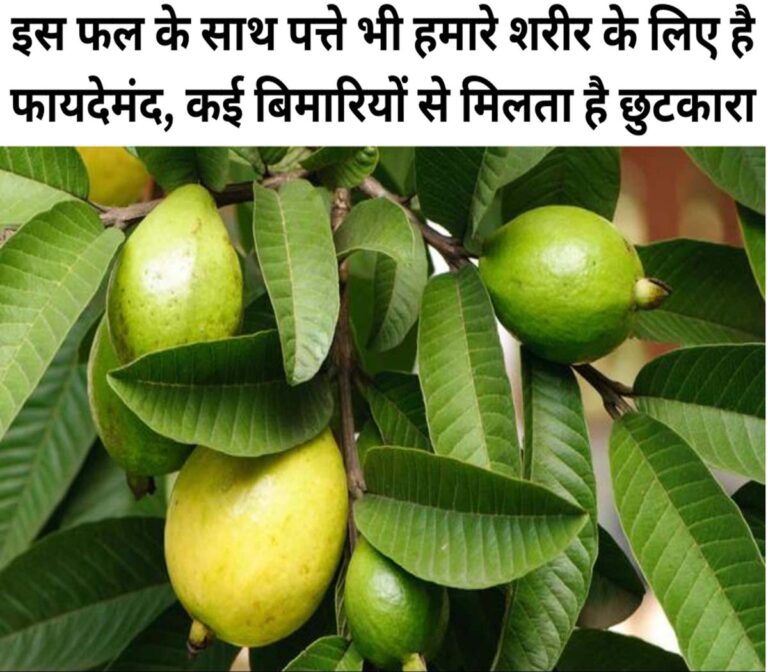 Guava Leaves Benefits in Hindi