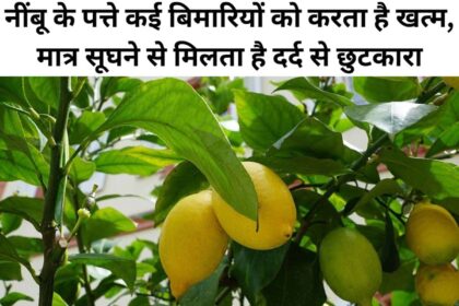 Lemon Leaves Benefits in Hindi