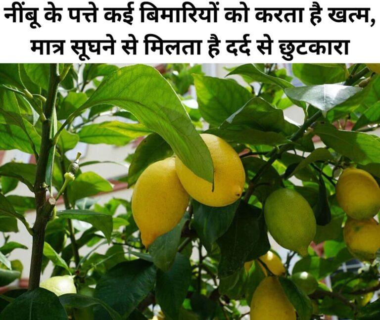 Lemon Leaves Benefits in Hindi