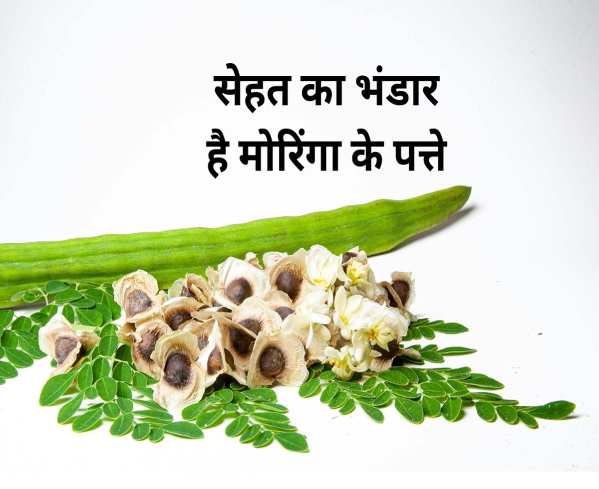Moringa Leaves Benefits