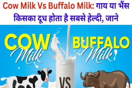 Cow Milk Vs Buffalo Milk