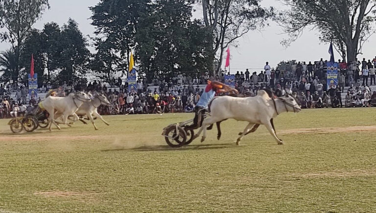 Kila Raipur Rural Olympics Bullock cart races filled the ground on the second day