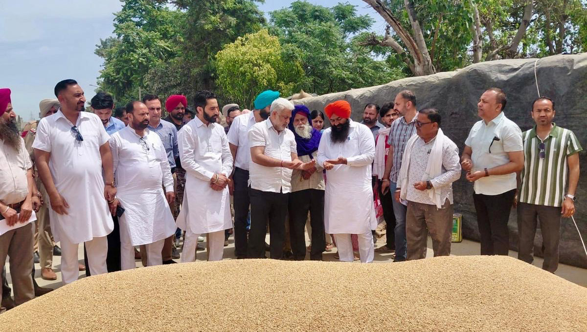 28 lakh metric tonnes of wheat arrives in the markets of Punjab