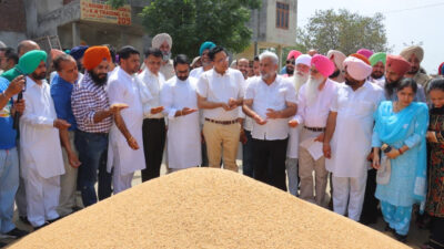 Wheat Procurement Committed to Procuring Every Single Grain Kataruchak